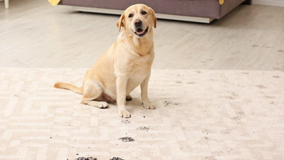How to Clean Spots & Spills on Your Area Rug